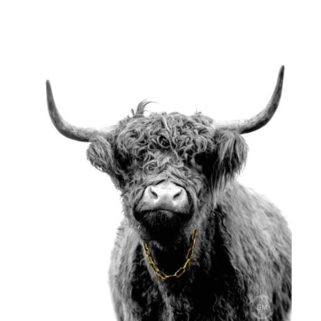 Tuinposter Cow bling bling gold Tuinposter - Cow bling bling gold