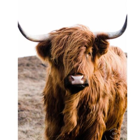 Tuinposter Cow brown Tuinposter - Cow brown