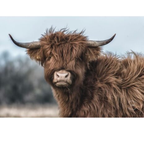 Tuinposter Young cow Tuinposter - Young cow